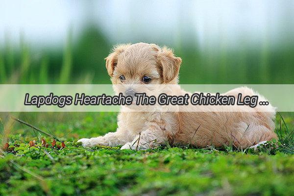 Lapdogs Heartache The Great Chicken Leg Robbery Unveiled